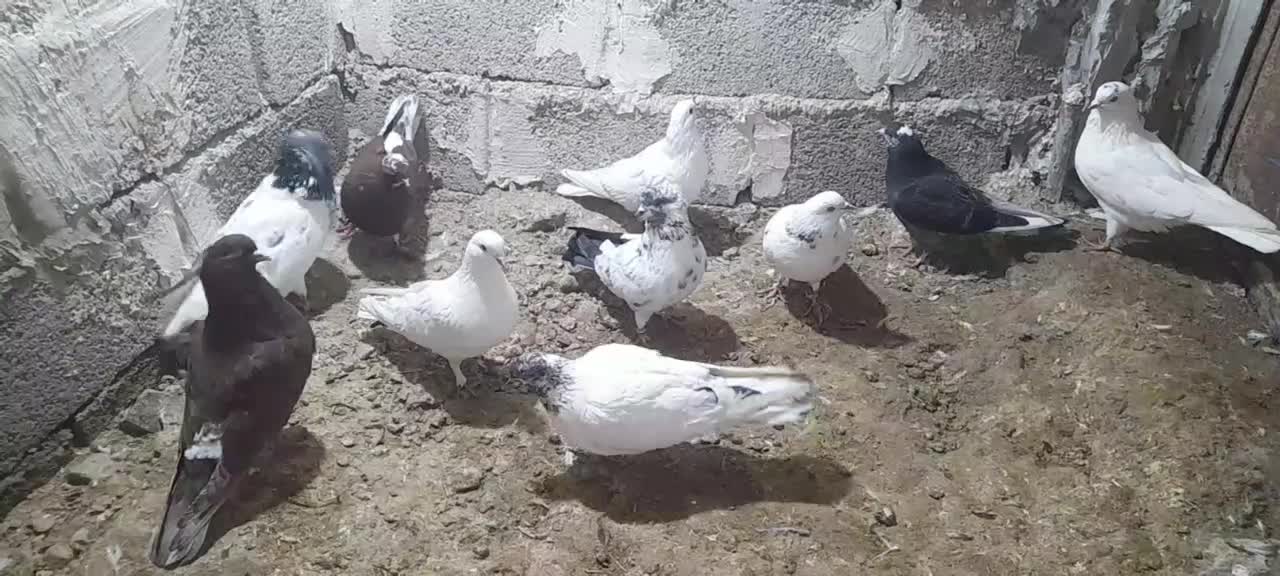 کبوتر|پرنده|رزن, |دیوار