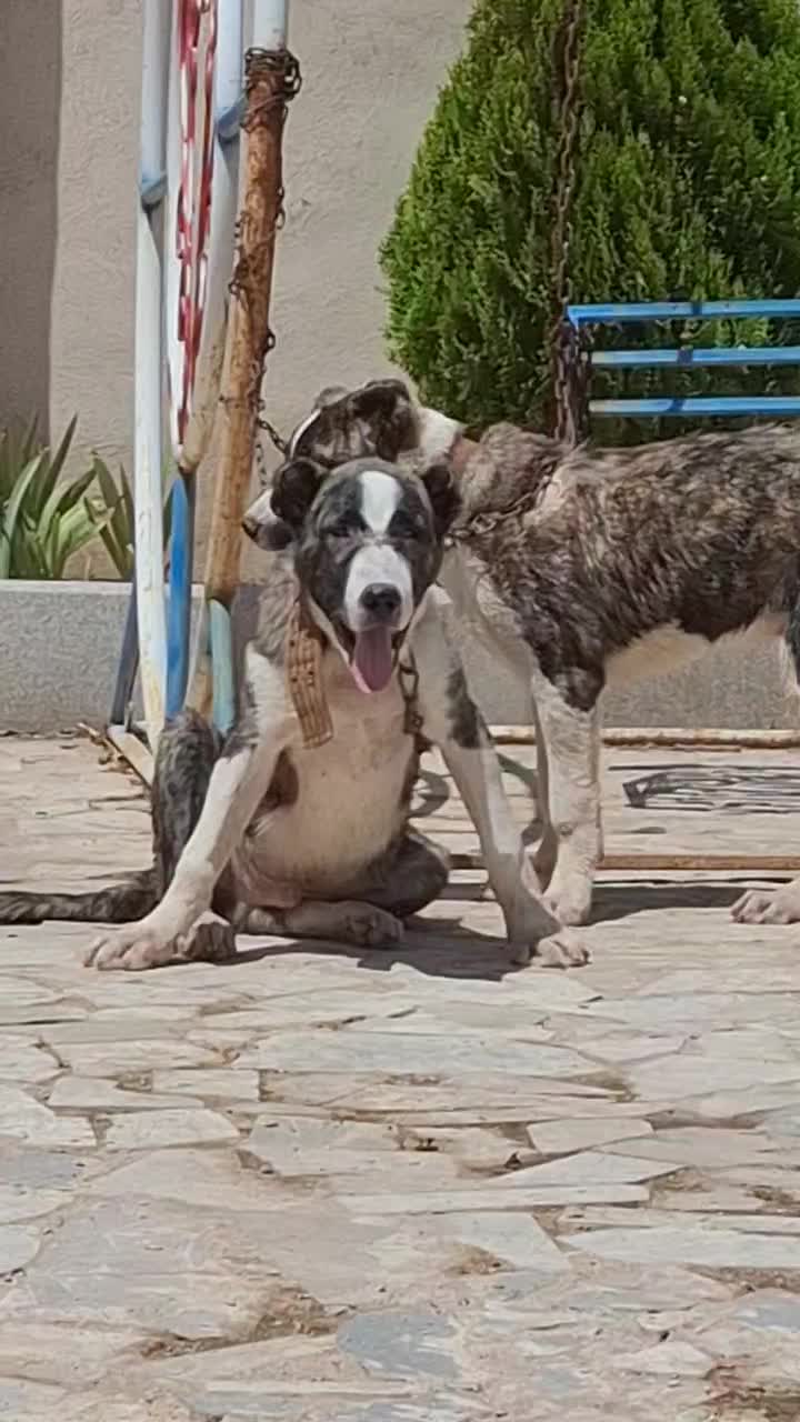 سگ گمشده|حیوانات|مشهد, کوی المهدی|دیوار