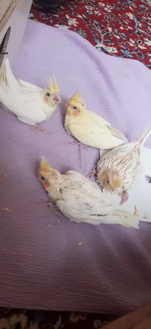 دوجفت عروس هلندی سالم وسلامت کاملاسرحال صحبت میکنن|پرنده|چناران, |دیوار