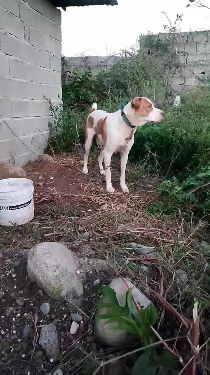 ماده سراب افغان اص|سگ|چابکسر, |دیوار