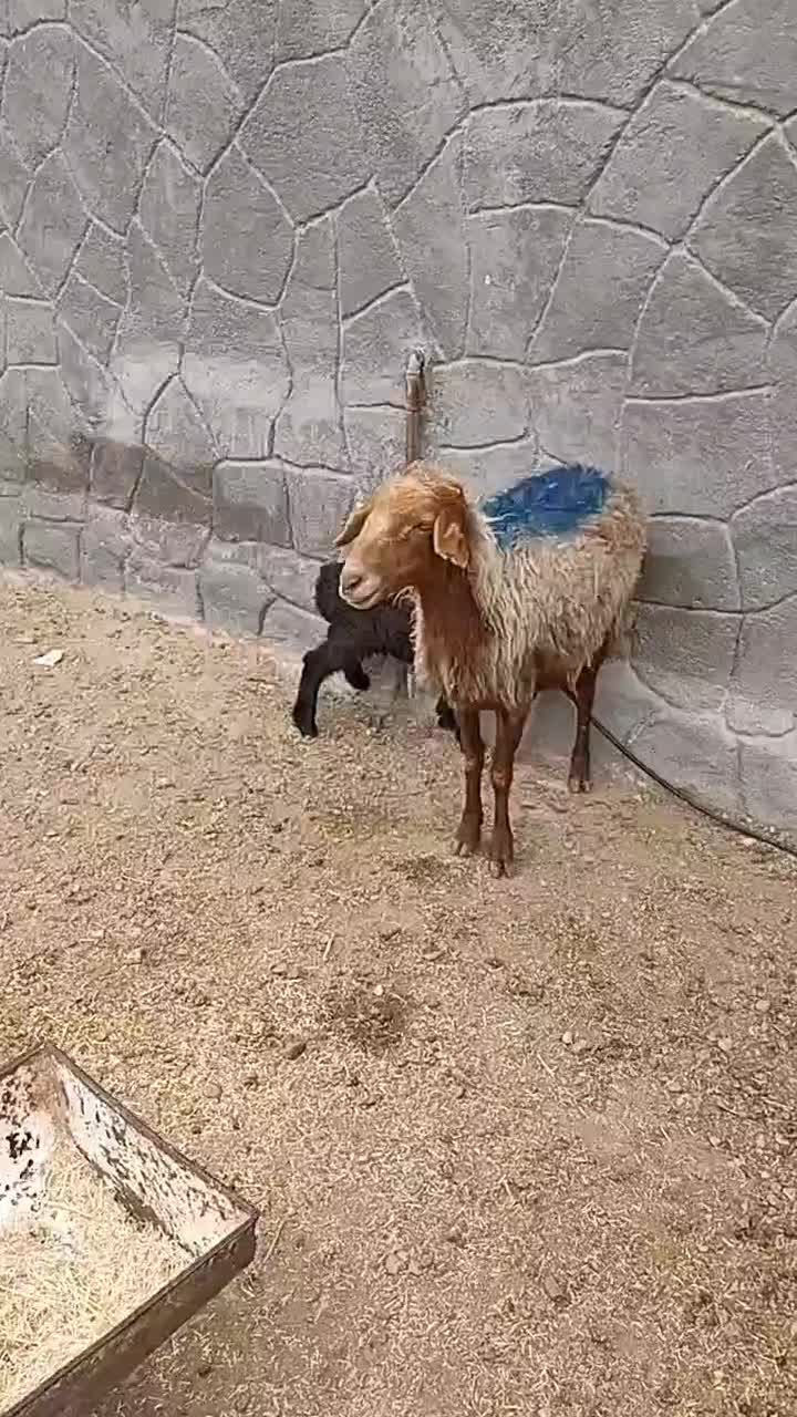 میش سالم|حیوانات مزرعه|چناران, |دیوار