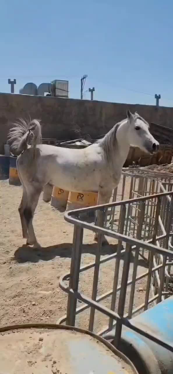 مادیان عرب کرد|اسب و تجهیزات اسب‌سواری|سقز, |دیوار