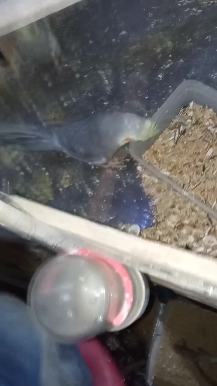 یه جفت عروس هلندی کار درست و کار داده|پرنده|اصفهان, شیخ طوسی|دیوار