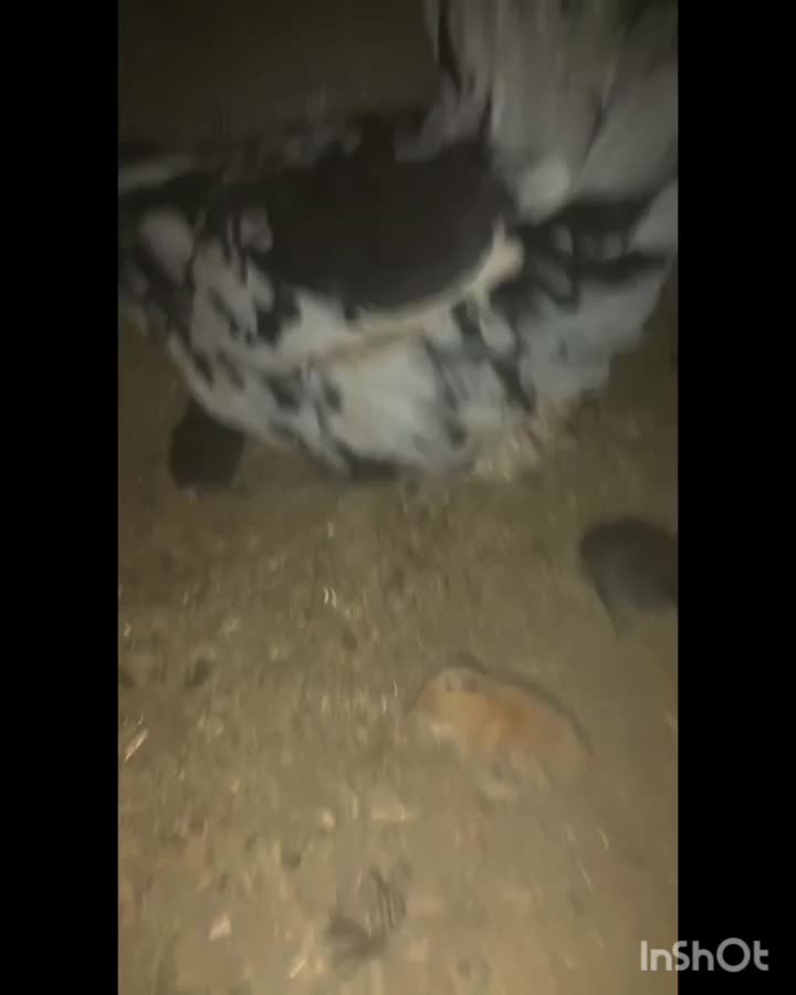 مرغ خروس جوجه گلین|حیوانات مزرعه|شیراز, گویم|دیوار