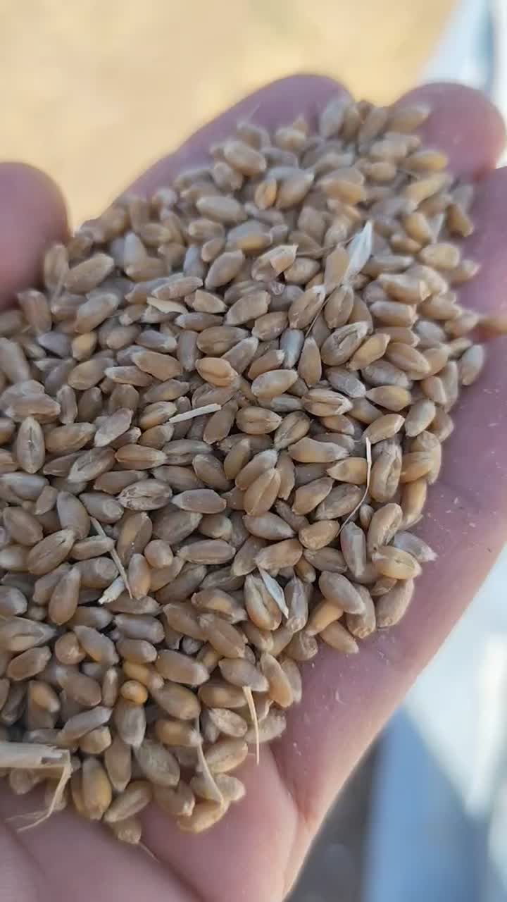 گندم آبی صربستانی یونی استار|گل و گیاه طبیعی|ماهیدشت, |دیوار