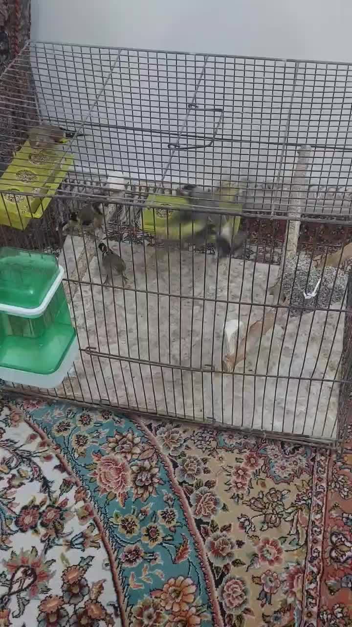 سهره رسمی دورگ|پرنده|کرج, حاجی آباد|دیوار