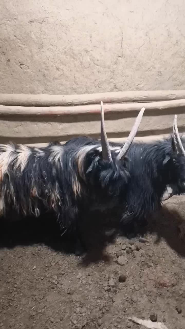 دوبر|حیوانات مزرعه|شهرکرد, |دیوار