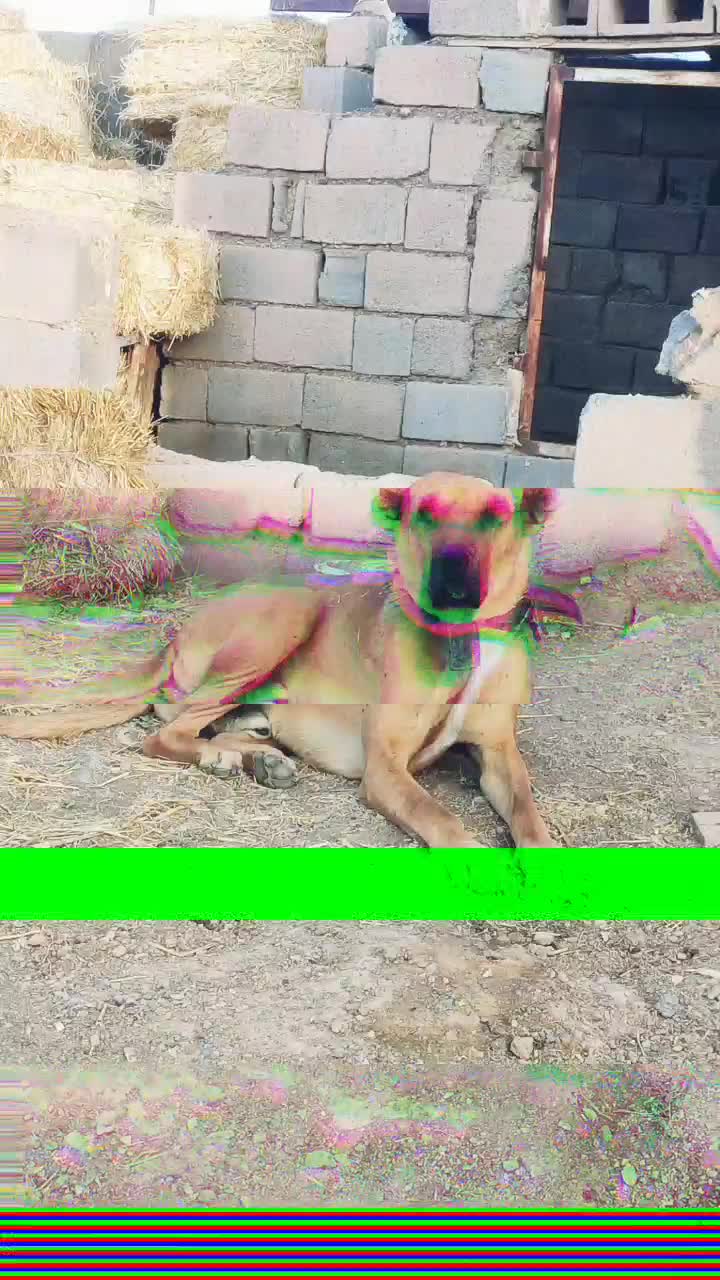 سگه گله|سگ|بجستان, |دیوار