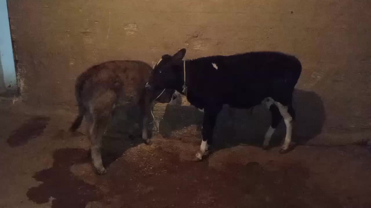 دو عدد گوساله جنس نر|حیوانات مزرعه|کوهدشت, |دیوار