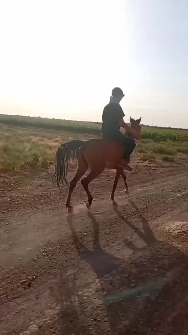 اسب|اسب و تجهیزات اسبسواری|نیشابور, شریعتی|دیوار