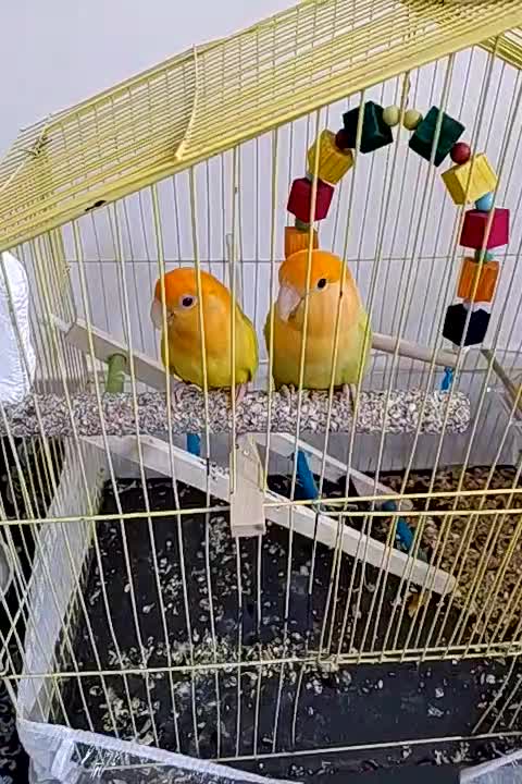 طوطی|پرنده|مهاباد (آذربایجان غربی), |دیوار