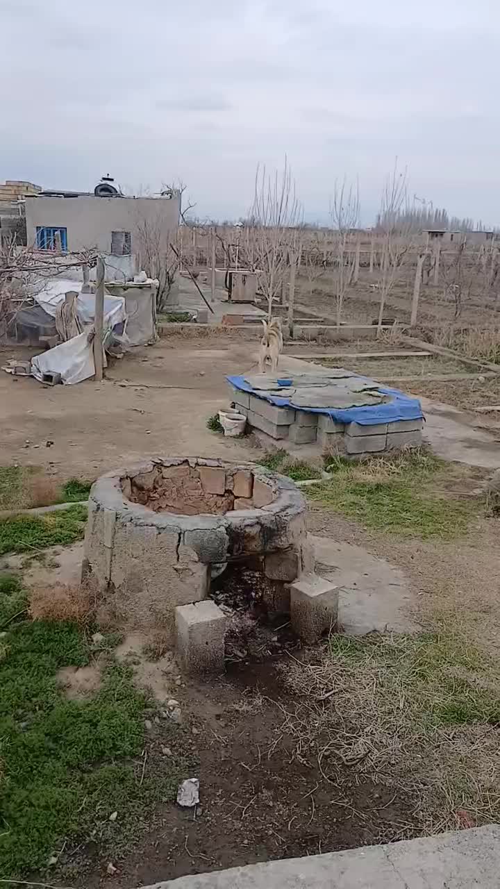 سگ سرابی|سگ|ارومیه, |دیوار