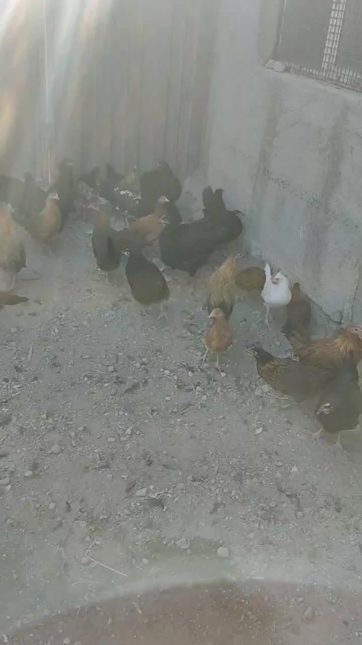 نیمچه گلین لری و تخم نطفه دار استرالوپ ویاندوت|حیوانات مزرعه|تبریز, |دیوار