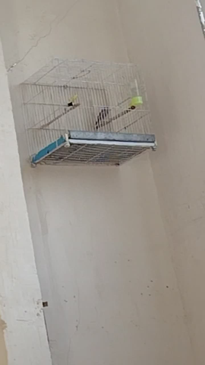 قناری نر|پرنده|مشهد, کاظم آباد پنجشنبه|دیوار