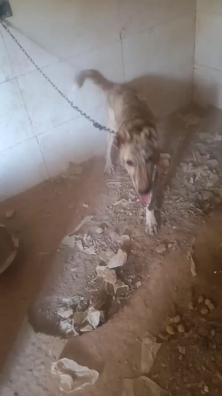 سگ ادم ندیده|سگ|بردسکن, |دیوار