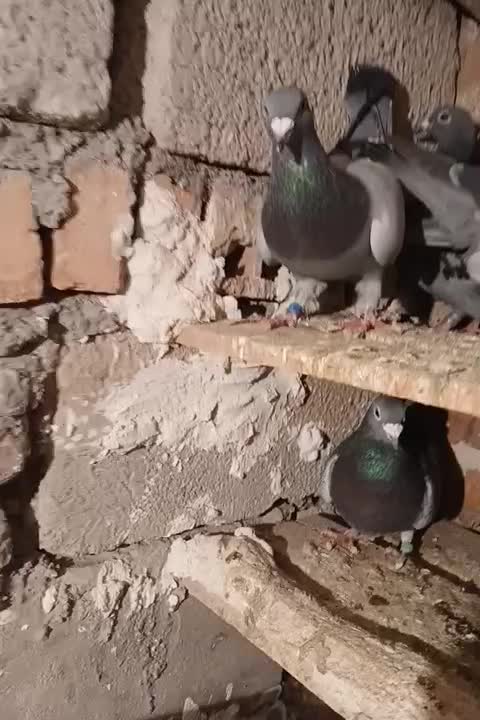 فروش ۸ عدد شامی|پرنده|خسروشاه, |دیوار