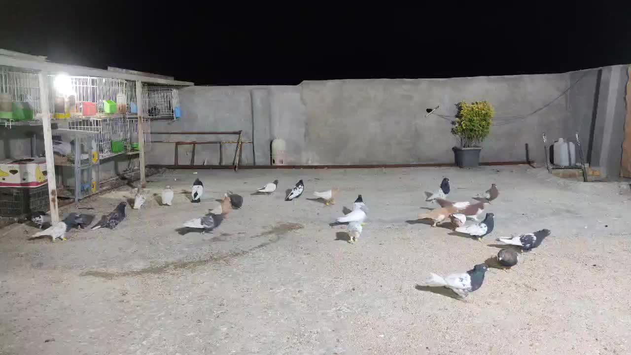 بهبونی شهری هوایی|پرنده|شیراز, شهرک رضوان|دیوار