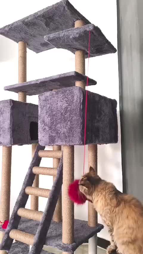 گربه پرشین|گربه|اهواز, کوروش|دیوار