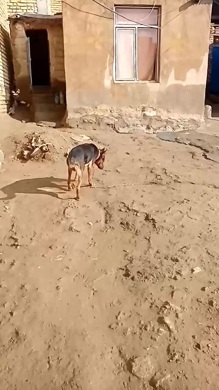 سگ ژرمن|سگ|بیستون, |دیوار