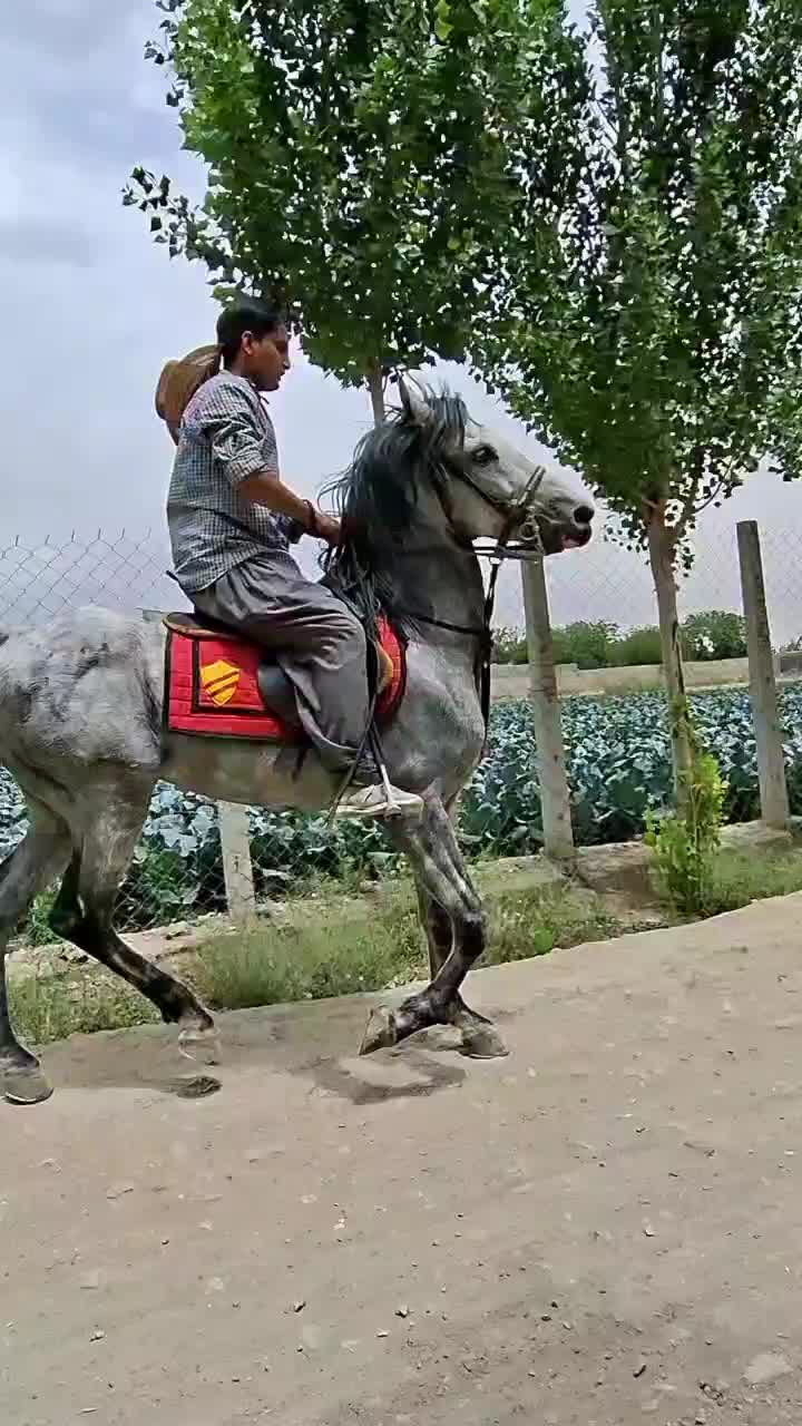 اسب کرد|اسب و تجهیزات اسبسواری|تهران, آذری|دیوار