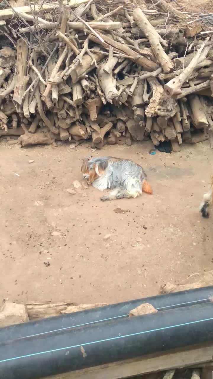 تیشتر ترکی|حیوانات مزرعه|شهرکرد, |دیوار