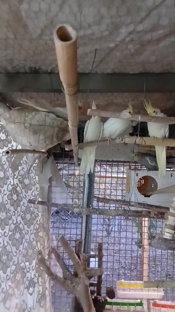 عروس هلندی|پرنده|پردیس, فاز ۳|دیوار