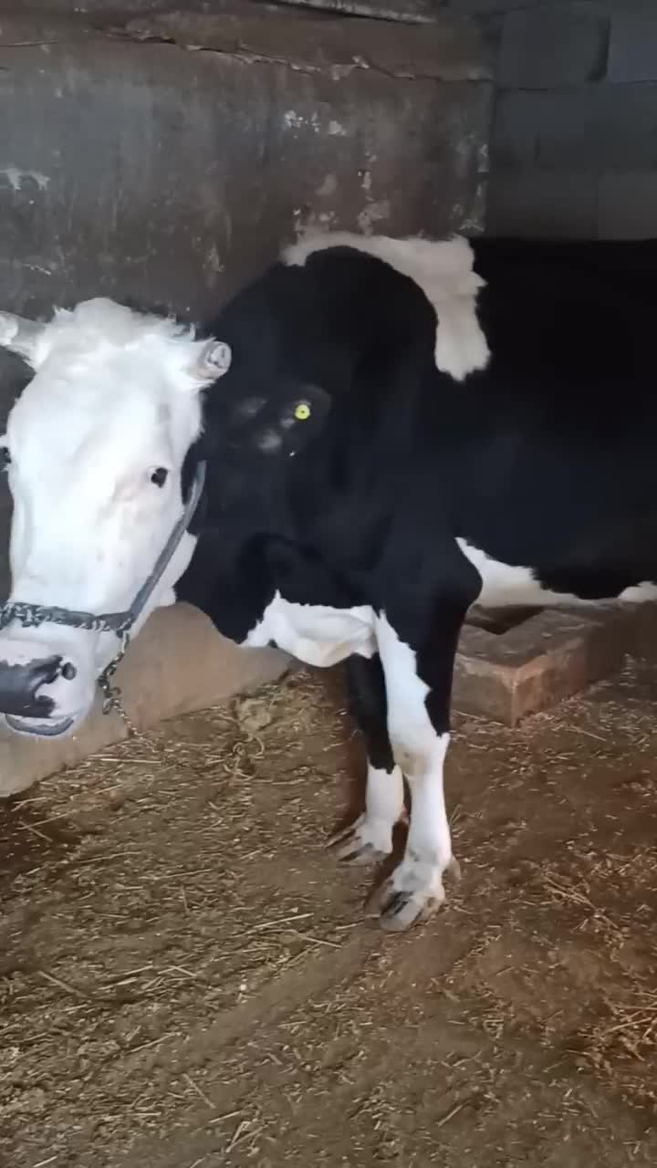 گاوسمیتال...|حیوانات مزرعه|مسجد سلیمان, |دیوار