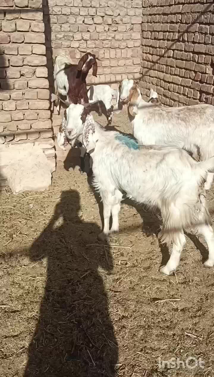 3راس کولار پاکستانی زایده|حیوانات مزرعه|بردسکن, |دیوار