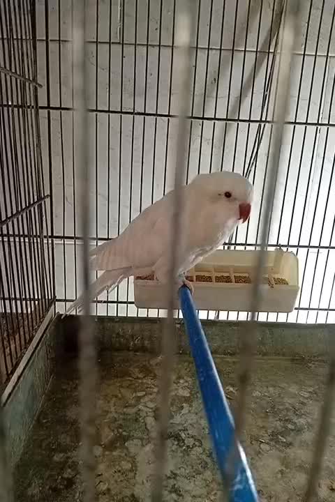 راهب ماده اماده|پرنده|اندیشه, اندیشه فاز ۵|دیوار