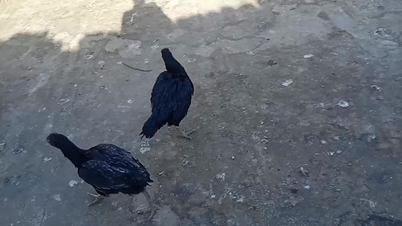 مرغ تخمی و مرغ های لاری تخمی|حیوانات مزرعه|تربت‌حیدریه, فتح المبین|دیوار