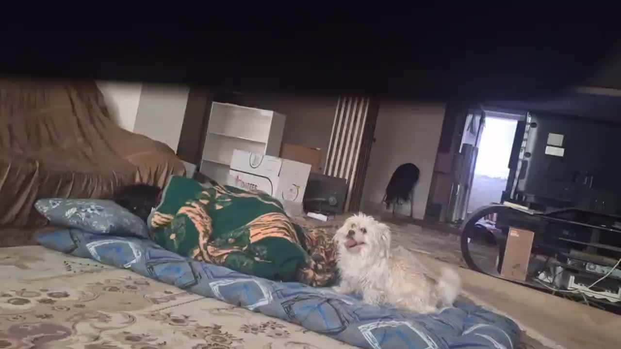 سگ گمشده|سگ|بم, |دیوار