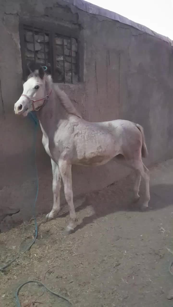 کره نریان ۱۴ ماه شجره دار پر خون|اسب و تجهیزات اسبسواری|ملایر, |دیوار