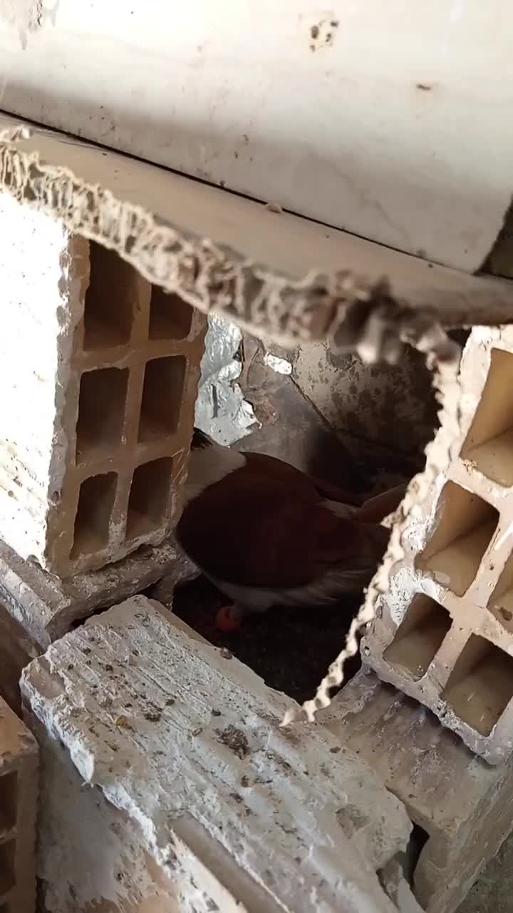 کفتر|پرنده|خوسف, |دیوار