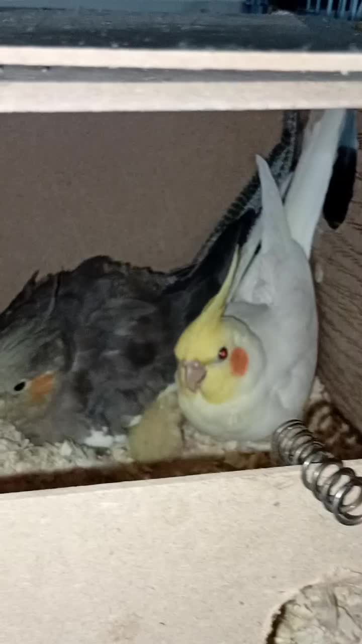 سه تا عروس و دوتا جوجه|پرنده|ری, هاشم‌آباد|دیوار