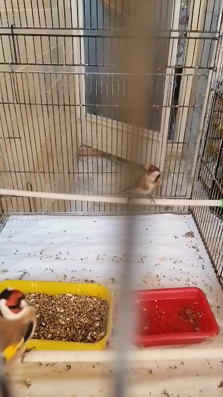 سهره پایزه قد قواره دار  رخ عالی|پرنده|کرج, حسین‌آباد|دیوار