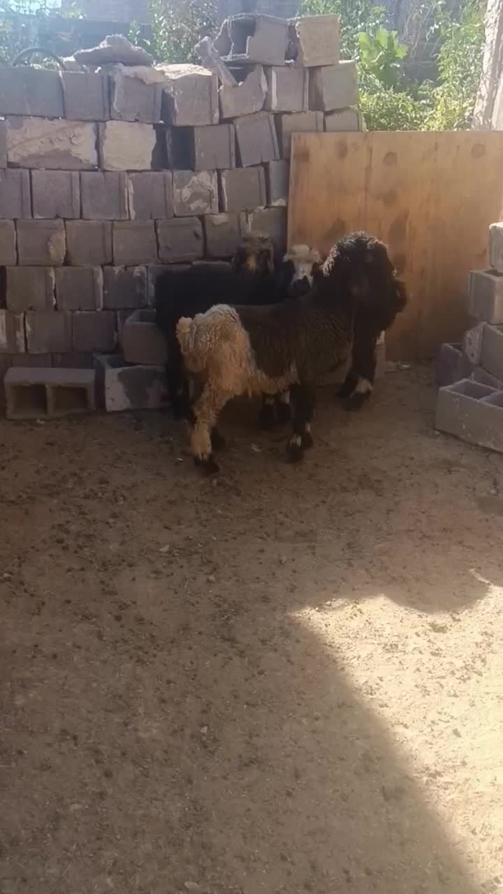 بره نر|حیوانات مزرعه|شیراز, جرسقان|دیوار