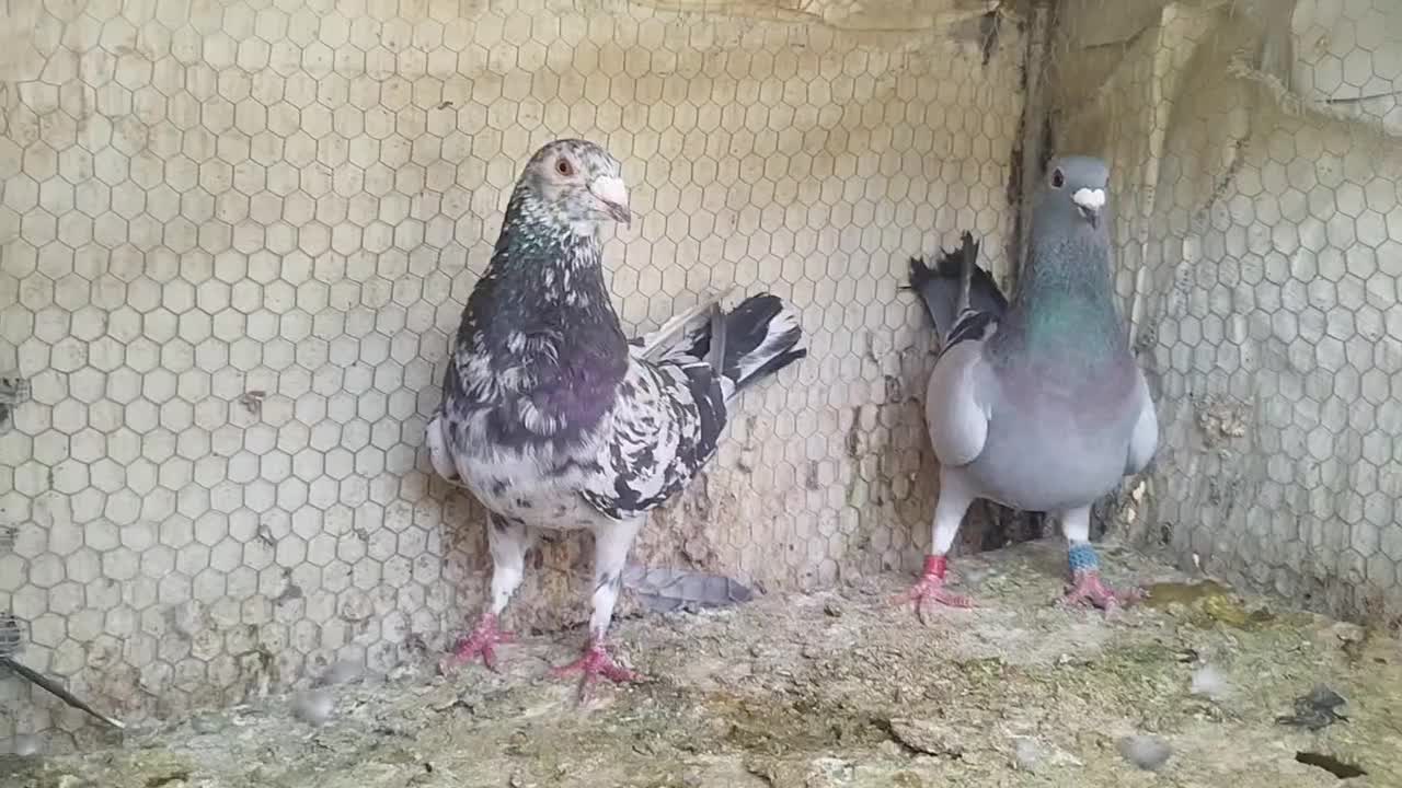 کبوتر|پرنده|شیراز, سینما سعدی|دیوار