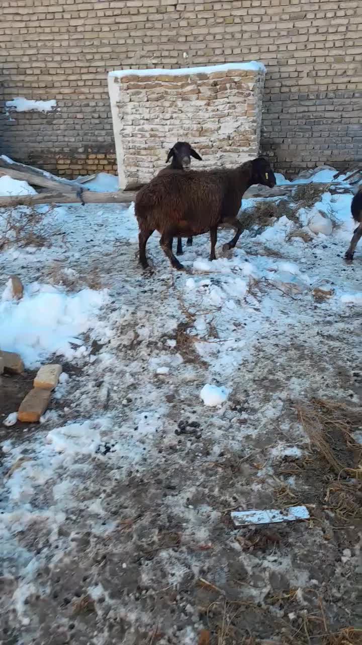 میش بره|حیوانات مزرعه|زاوه, |دیوار