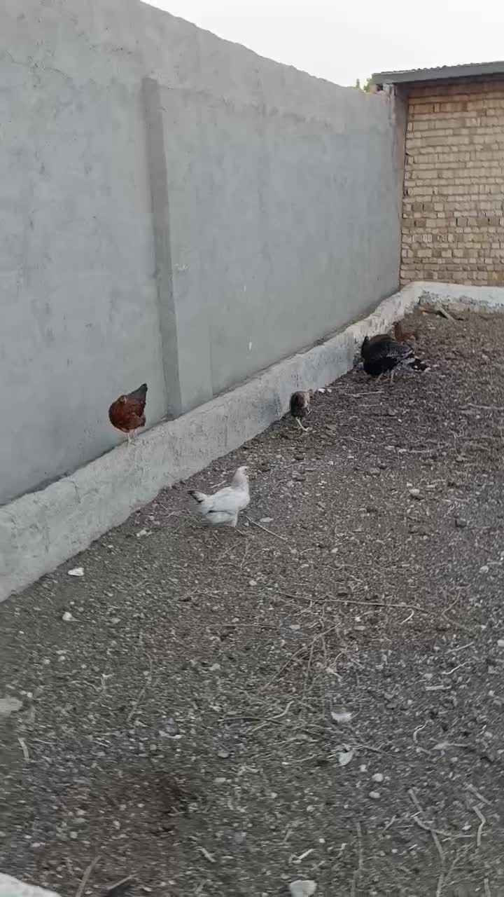 ۴۰ یا ۵۰تا مرغ خروس دارم تو شهر شال کلـی جزیــی|حیوانات مزرعه|شال, |دیوار