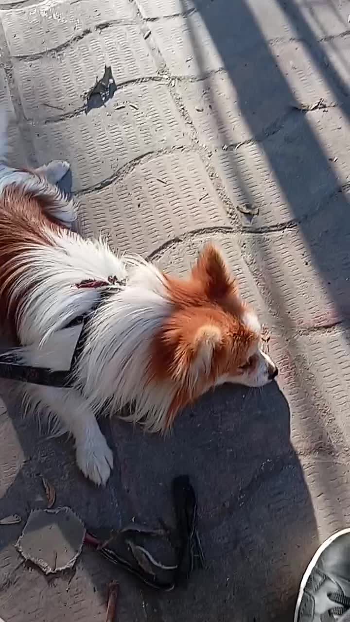 پاکوتاه نر خوشگل خانگی  80000000ملیون|سگ|آزادشهر, |دیوار