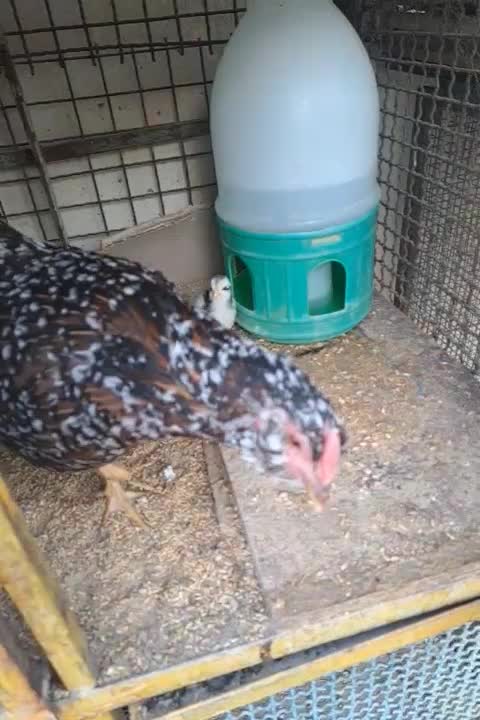 مرغ گلین با جوجه|حیوانات مزرعه|پاکدشت, پاکدشت (مامازند)|دیوار