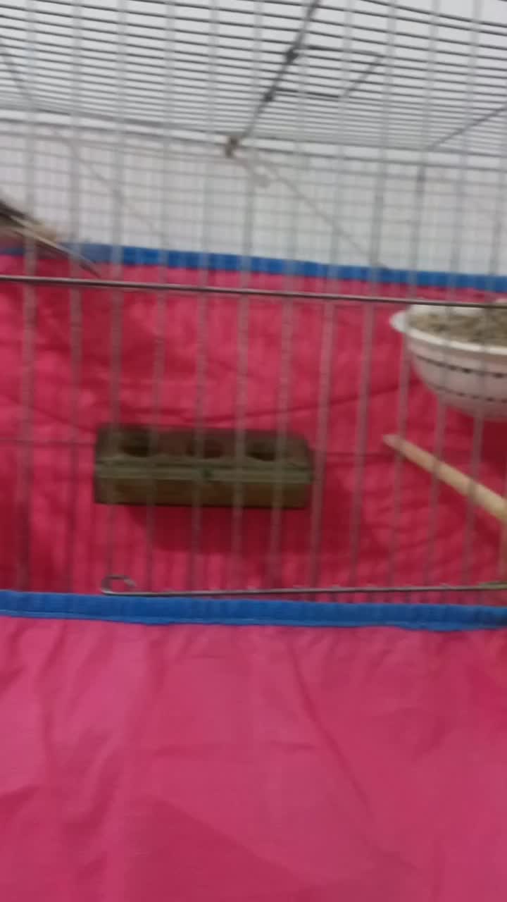 فروش قناری س حال ومست بخون|پرنده|تاکستان, |دیوار