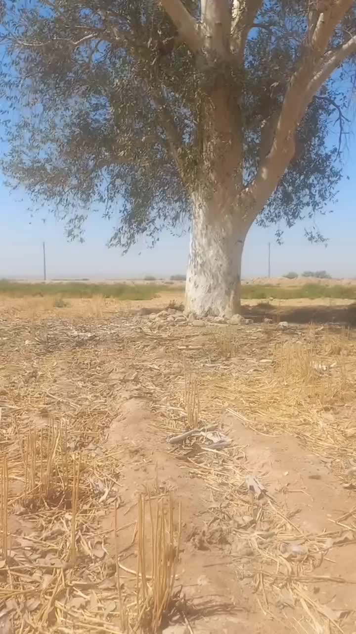 خریدانواع درخت|خدمات باغبانی و درختکاری|رامهرمز, |دیوار