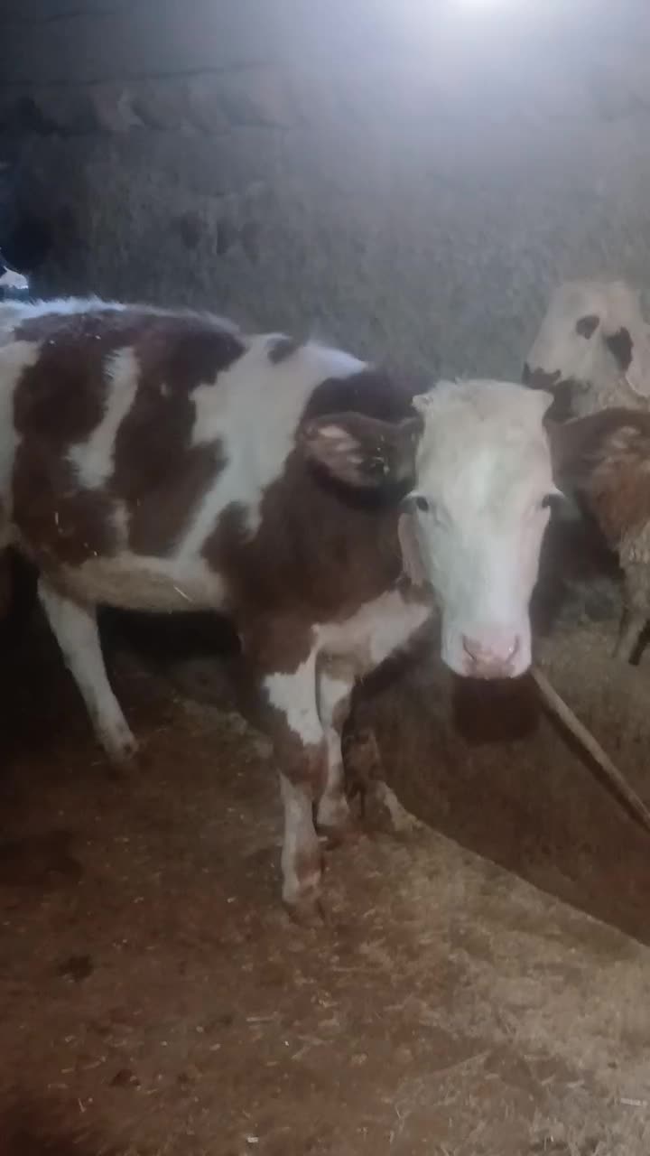 سه راس گوساله به فروش میرسد|حیوانات مزرعه|ایوان, |دیوار