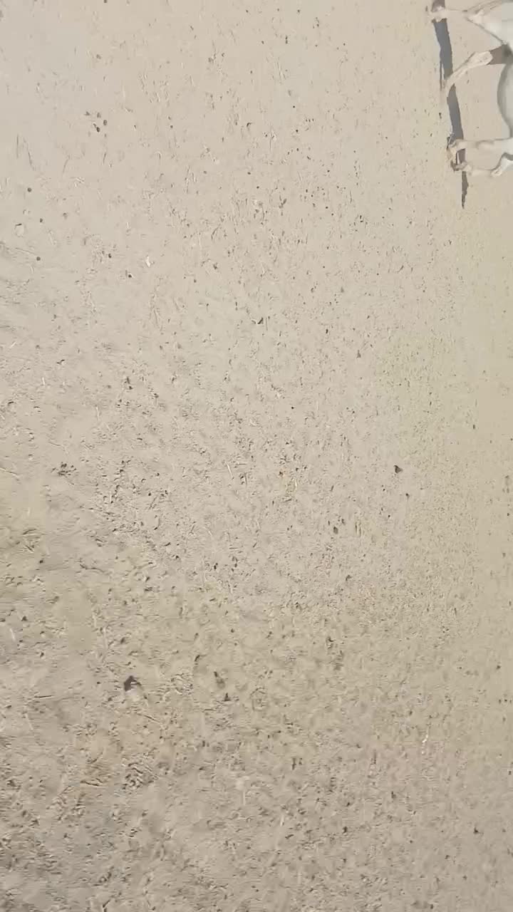 مادیان|اسب و تجهیزات اسب‌سواری|خانمیرزا, |دیوار