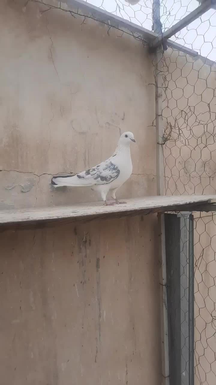 کفتر گرفتنی|پرنده|ری, دولت‌آباد|دیوار