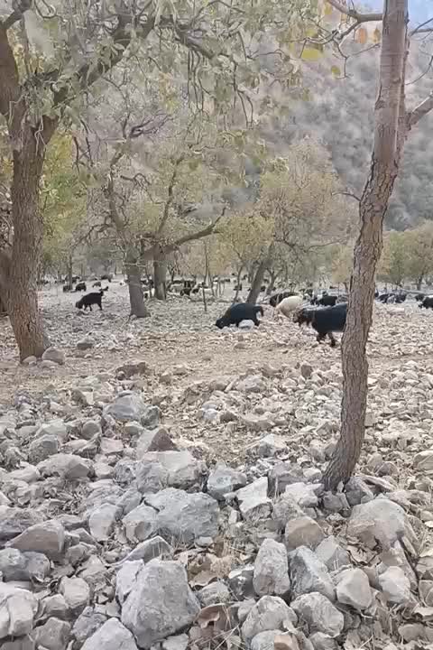 بز فروشی|حیوانات مزرعه|منج, |دیوار