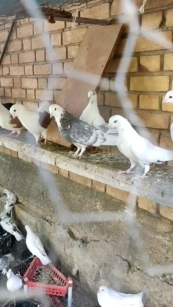 فروش تعدادی کبوتر|پرنده|دلیجان, |دیوار
