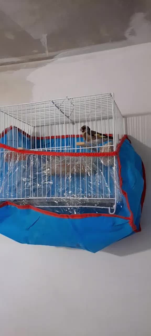 قناری سهره چهار گل جوجه قفسی مست|پرنده|مشهد, امیر آباد|دیوار