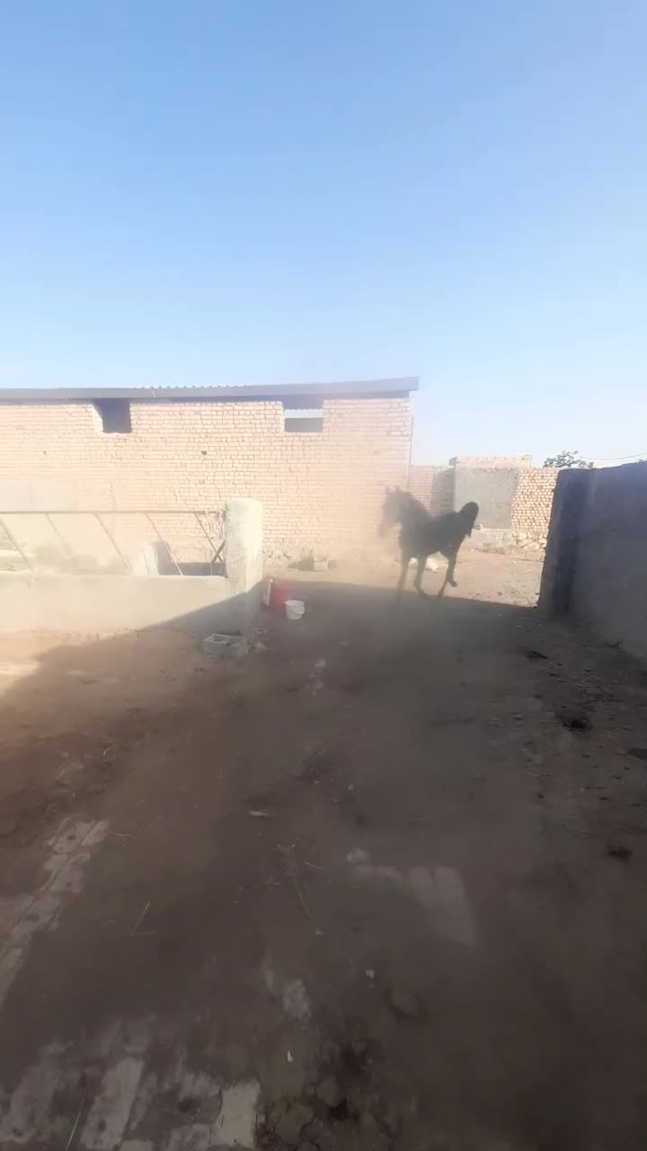 اسب|اسب و تجهیزات اسب‌سواری|گلپایگان, |دیوار